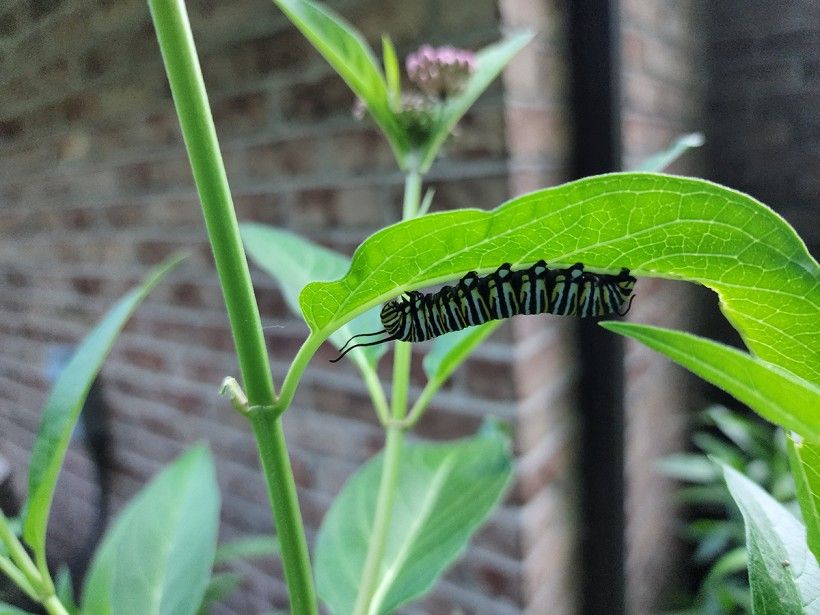 Monarch caterpillar. Photo by Melissa Reckner
