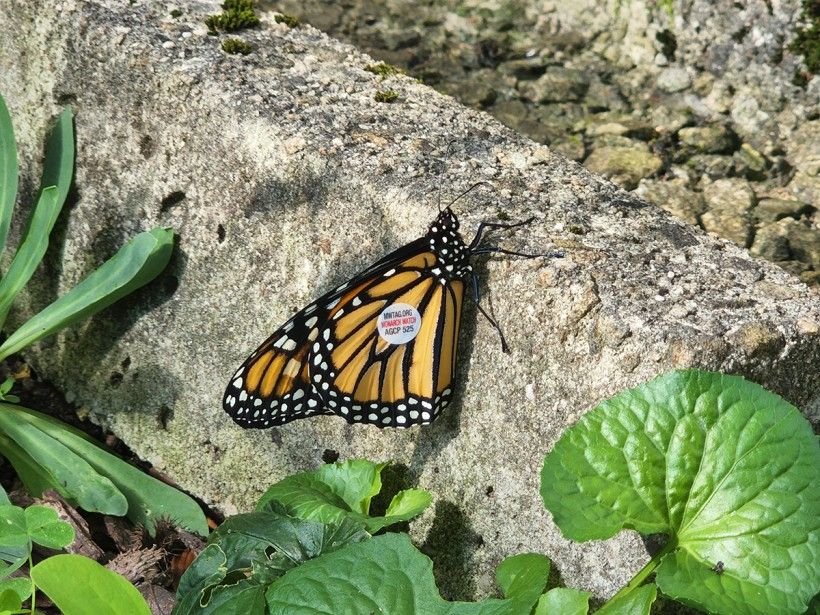 Tagged monarch butterfly. Photo by Melissa Reckner.
