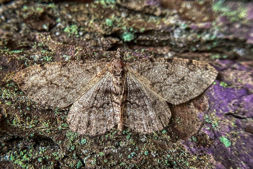 This unidentified moth demonstrates its muted colors. Photo: Robert Davis