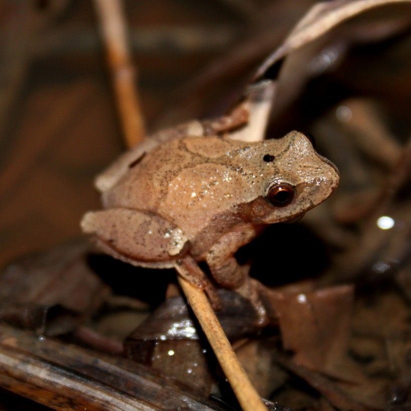 Spring peeper (Pseudacris crucifer).  Photo by Mike McGraw.