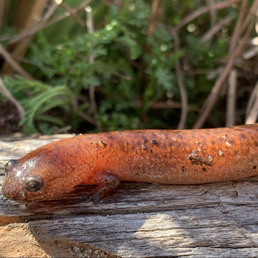 Four-toed salamander (Hemidactylium scutatum).  Photo by Mike McGraw.