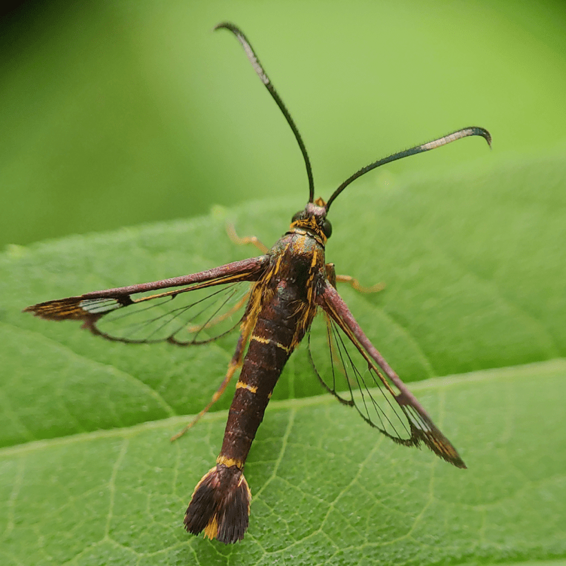 This photo of a Clearwing Moth shows the comb-like structure of moth antennae. Photo: Fred Kelso