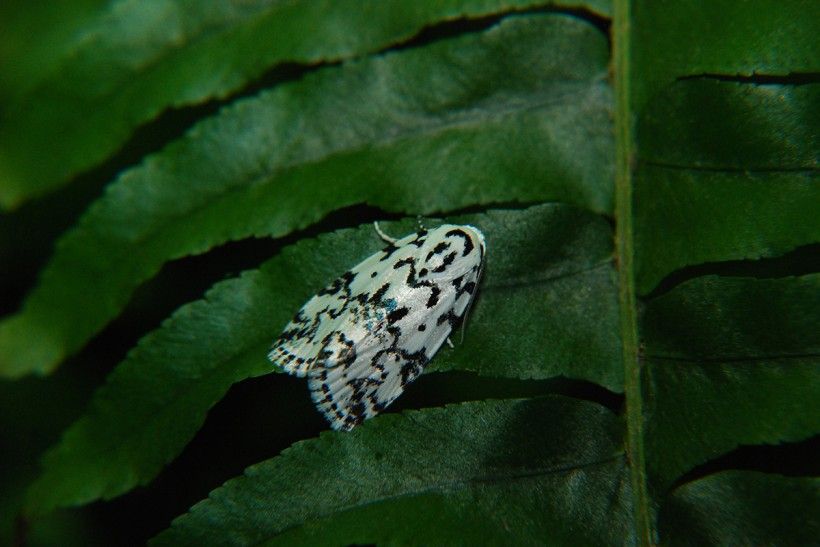 This photo of a Hebrew moth shows how their wings are tented over their body.  Photo: Amy Langman