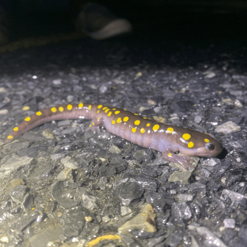 Spotted salamander (Ambystoma maculatum).  Photo by Mike McGraw.