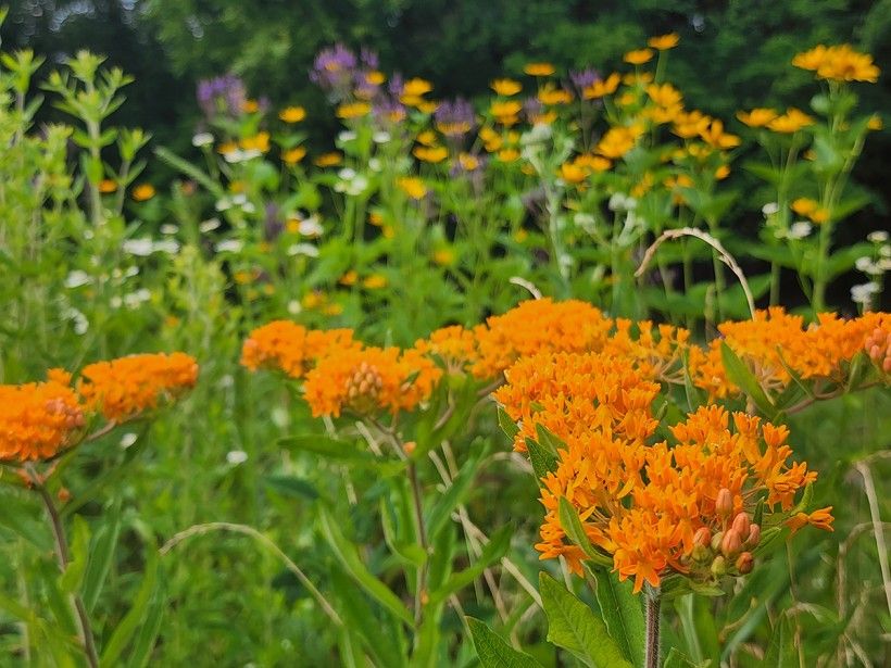 Pollinator garden. Photo by Melissa Reckner