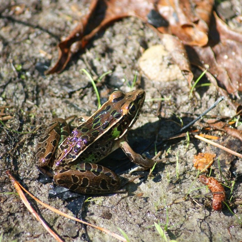Pickerel frog (Lithobates palustris). Photo by Mike McGraw.