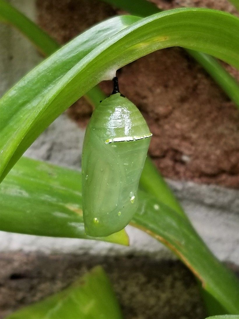 The smooth, jade green chrysalis of a monarch butterfly. Photo: Melissa Reckner.