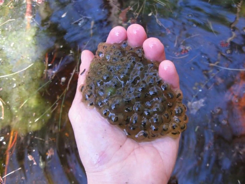 Wood frog egg mass. Photo by Zachary Cava/USFWS. Wood frog egg mass. Photo by Zachary Cava/USFWS.