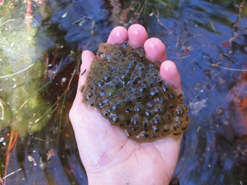 Wood frog egg mass.  Photo by Zachary Cava/USFWS.  