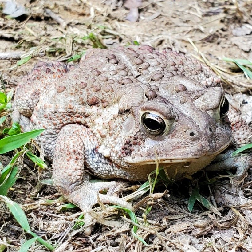 American Toad (Anaxyrus americanus).  Photo by Kevin Fryberger