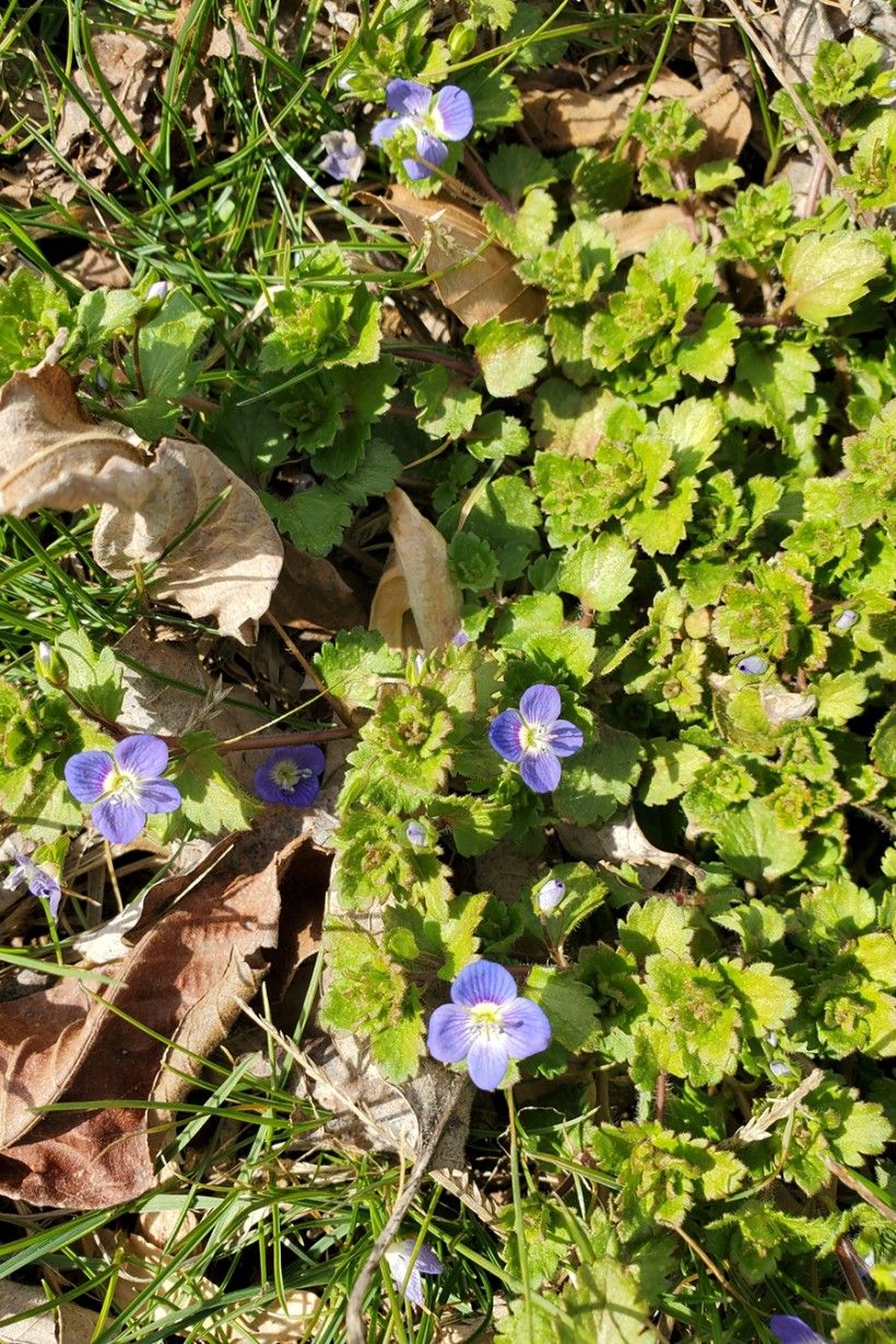Birds-eye speedwell (Veronica persica) Birds-eye speedwell (Veronica persica)