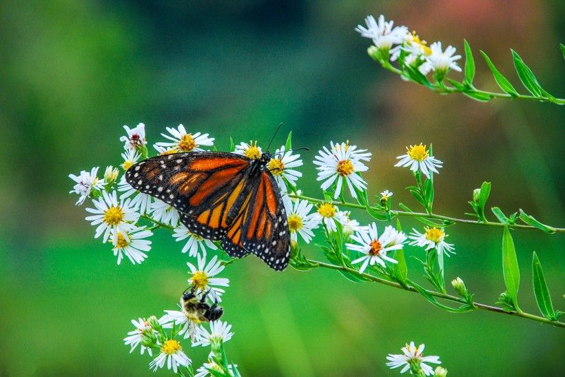 Butterfly and bumblebee nectarine on a plant. Photo by Xiawei Zhang