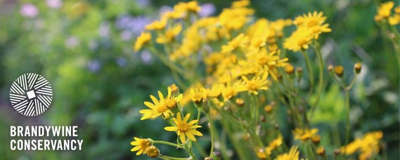 Photo of yellow flowers with the Brandywine Conservancy logo in the bottom left corner