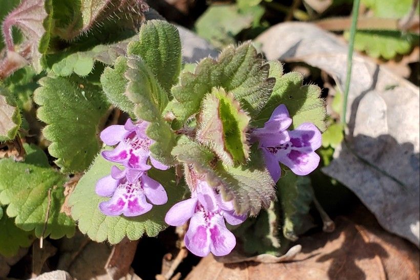 Ground ivy (Glechoma hederacea) Ground ivy (Glechoma hederacea)
