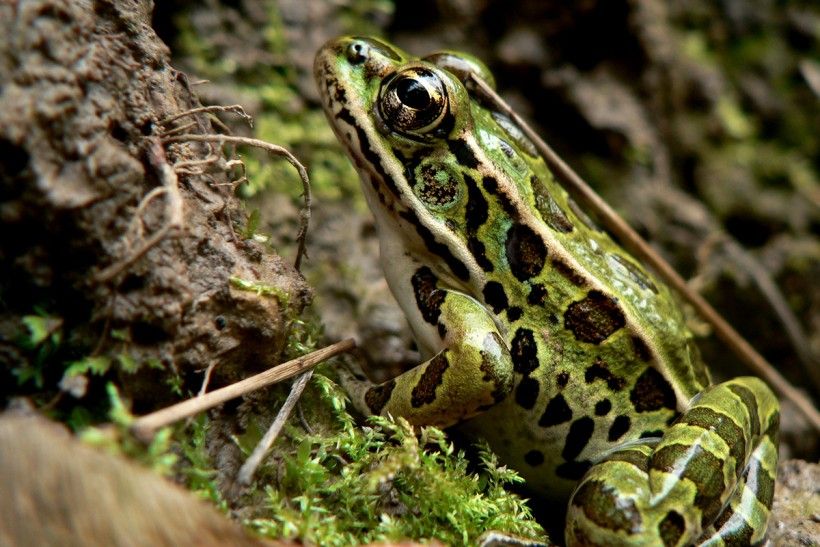 Northern leopard frog (Lithobates pipiens). Photo by Mike McGraw.