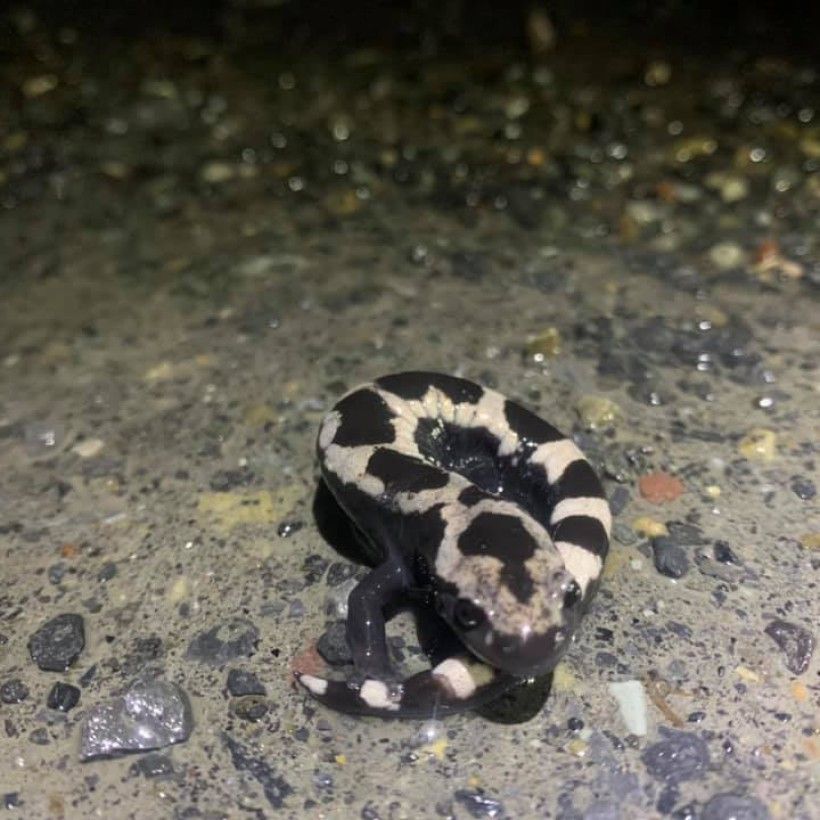 Marbled salamander (Ambystoma opacum).  Photo by Mike McGraw.