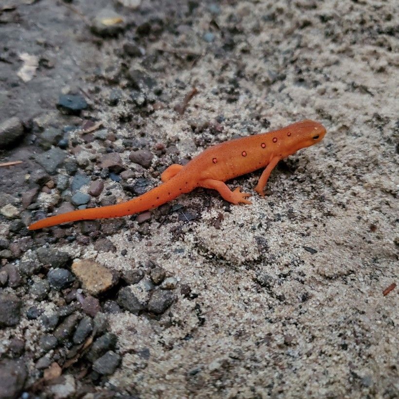 Red eft, the terrestrial state of the red-spotted newt (Notophthalmus viridescens).  Photo by Kevin Fryberger.