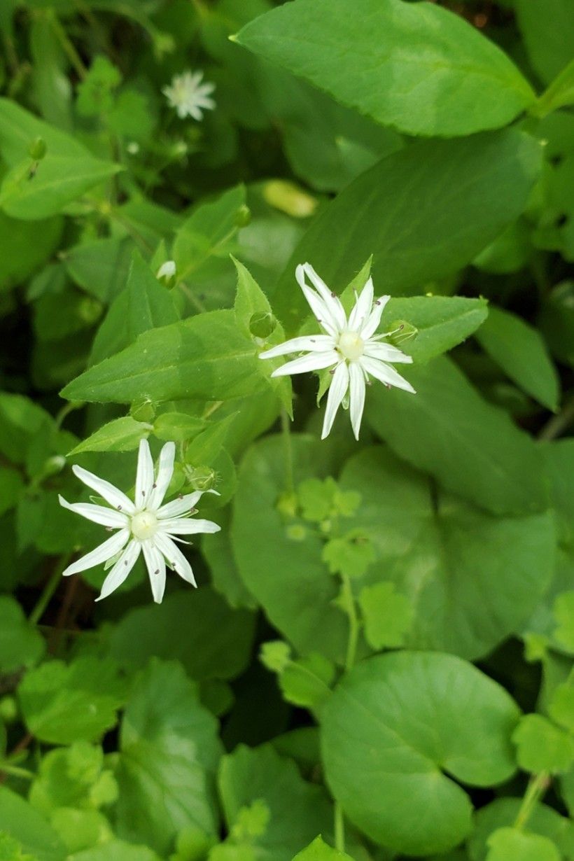 Star Chickweed (Stellaria pubera) Star Chickweed (Stellaria pubera)