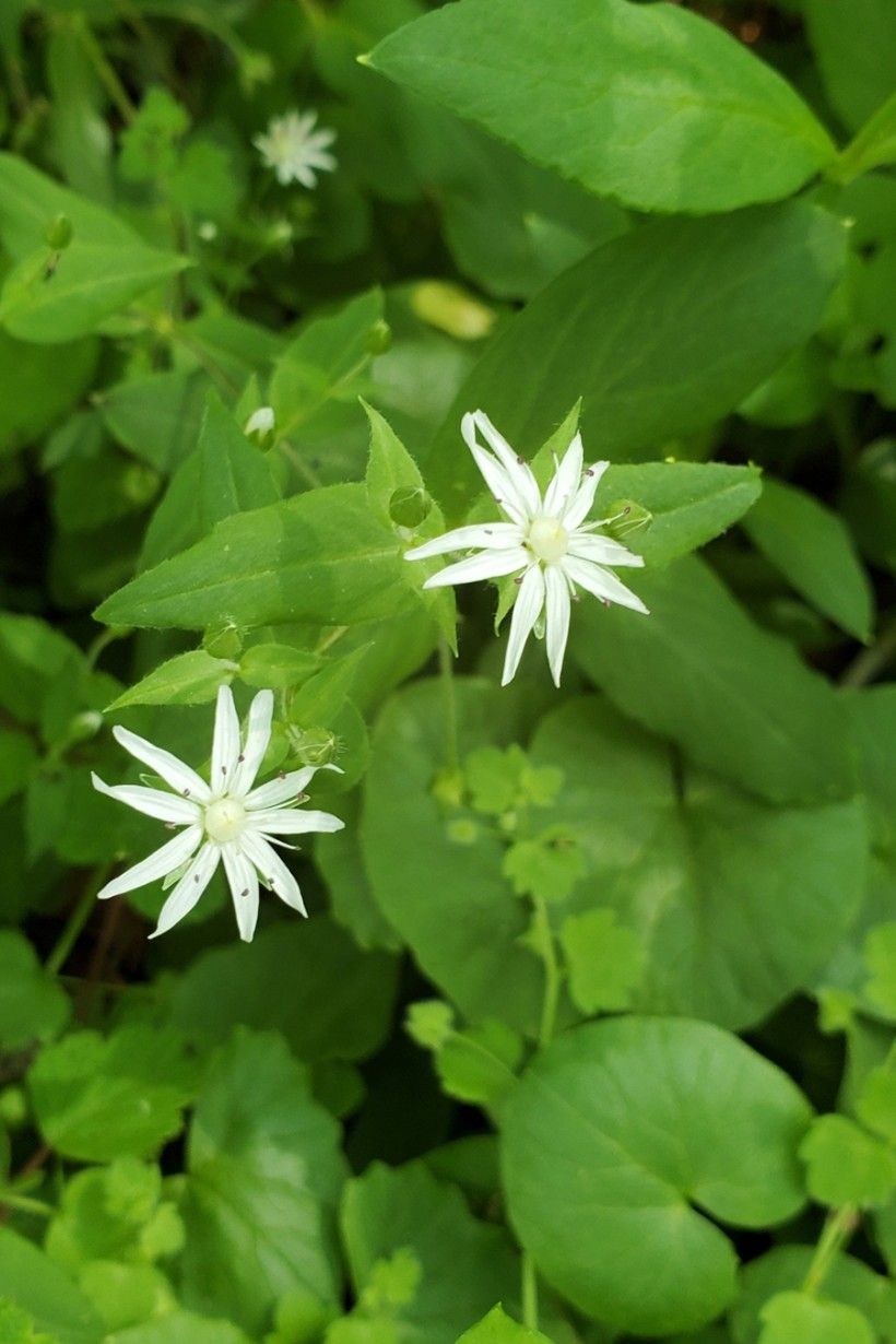 Star Chickweed (Stellaria pubera)