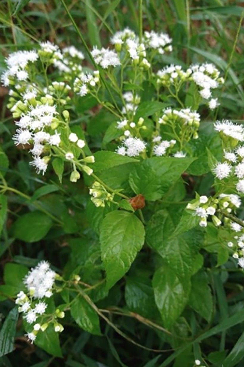White Snakeroot (Ageratina altissima) White Snakeroot (Ageratina altissima)