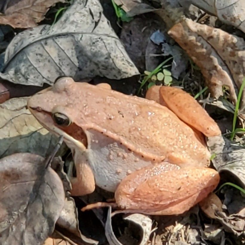 Wood frog (Lithobates sylvaticus).  Photo by Kevin Fryberger.