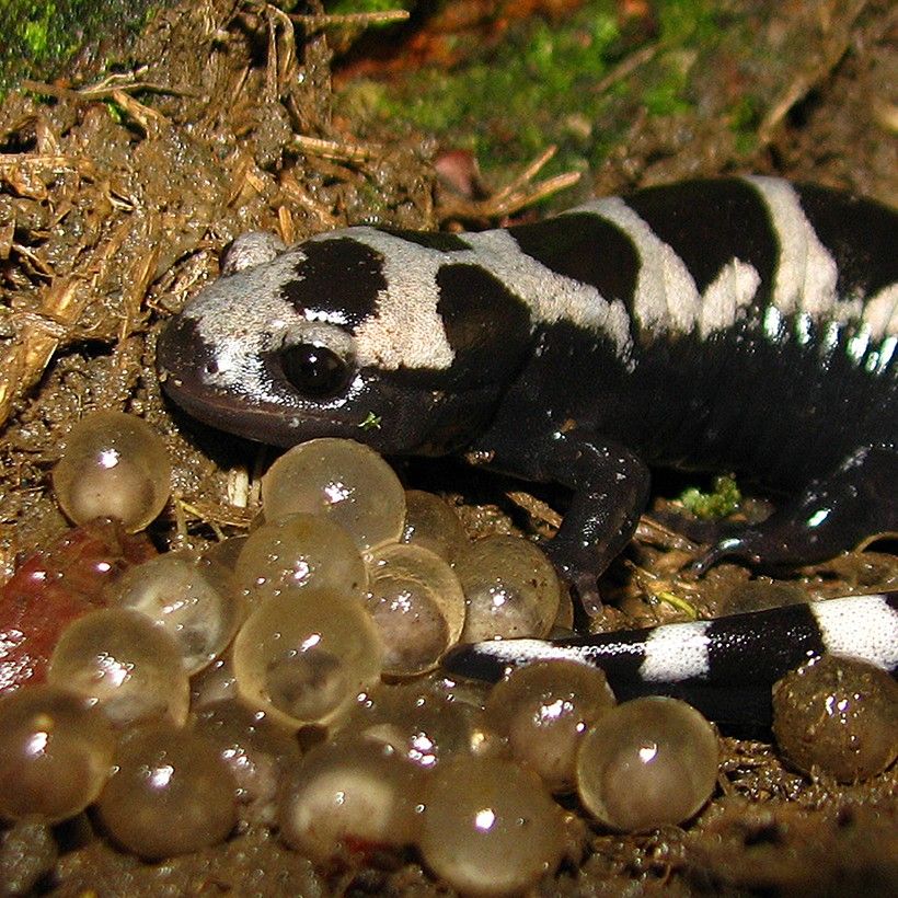 Marbled Salamander with eggs. Photo by Brandon Ruhe.