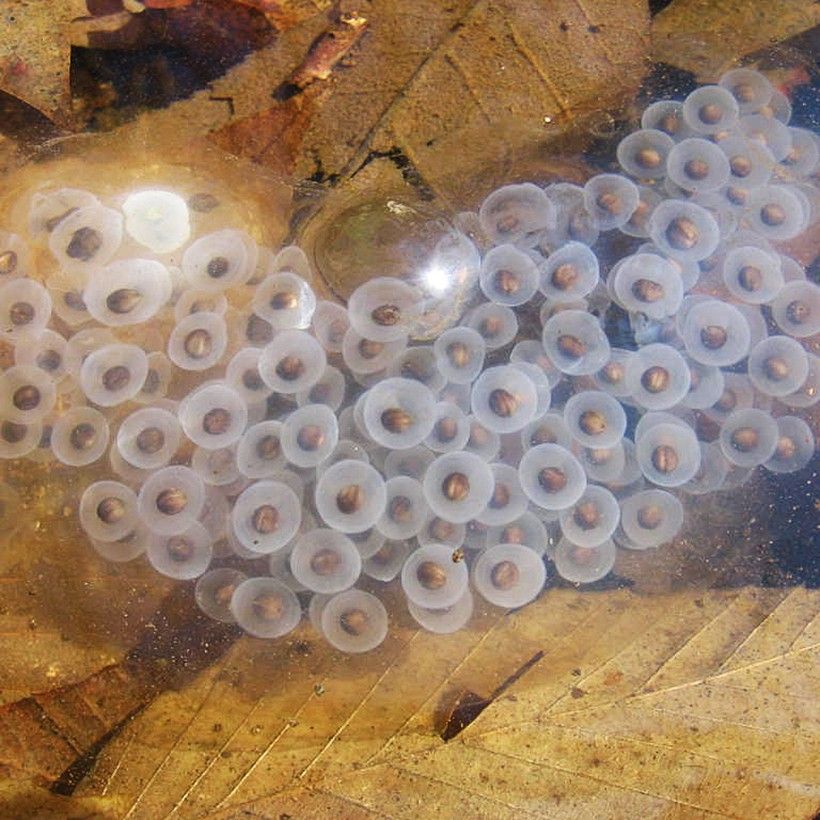 Spotted Salamander eggs. Photo by Brandon Ruhe.
