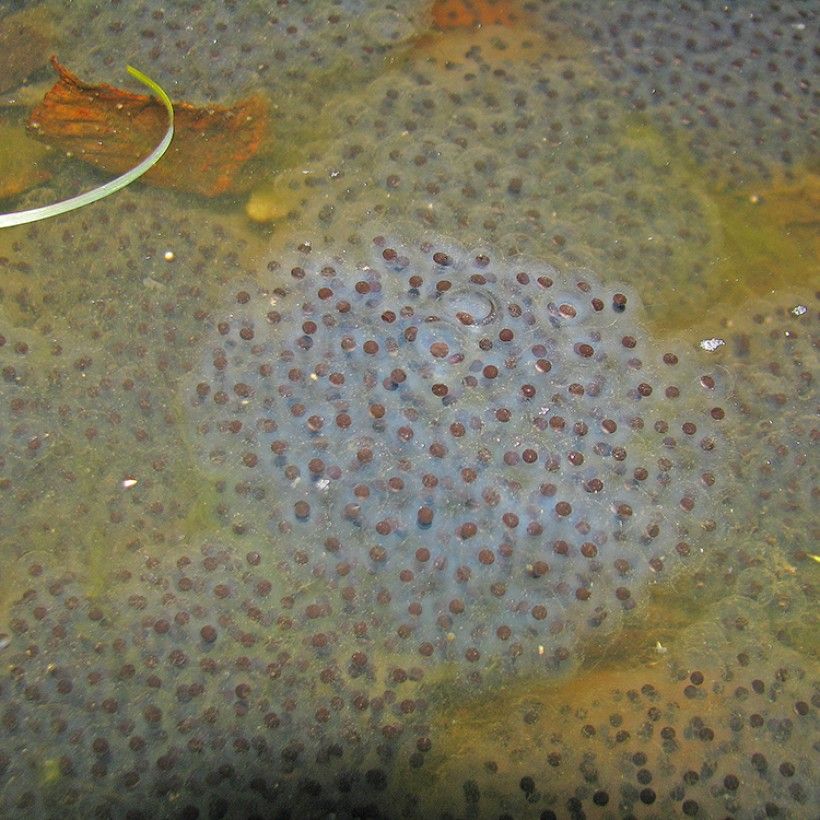 Wood Frog eggs. Photo by Brandon Ruhe.