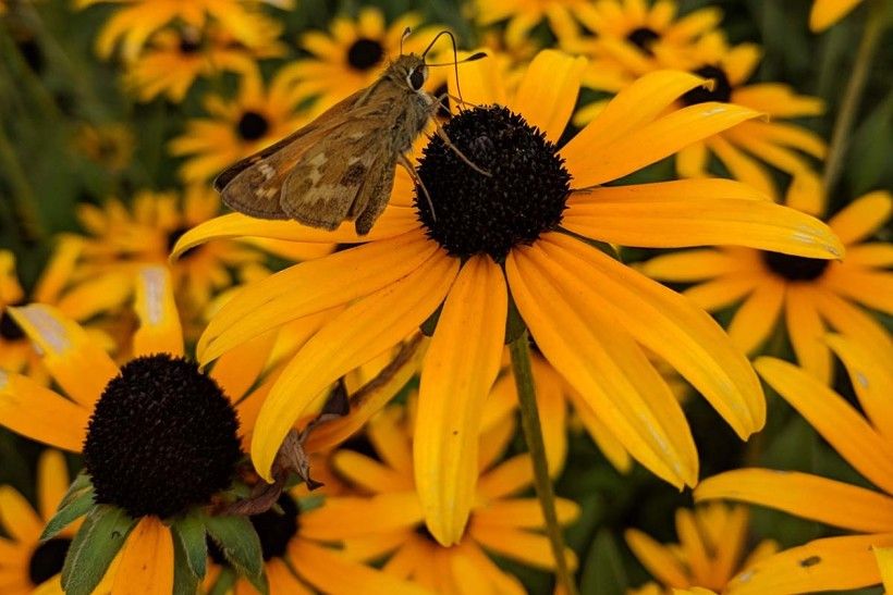 Brown and black-eyed Susans (Rudbeckia spp.) Photo by Sharon Buck. A winged insect sits in the center of a bright yellow flower.
