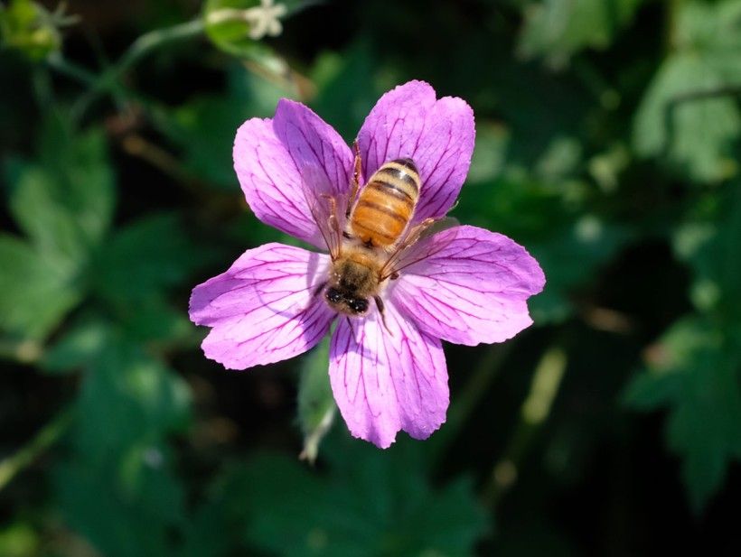 Geraniums (Geranium spp.) Photo by Alan Goodman. A bee resting in the center of a purple flower.