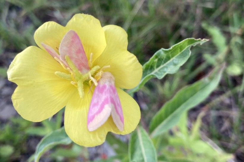 Evening primroses (Oenothera spp.) Photo by Andrea Halfhill. Two pink winged insects sit on the petals of a yellow flowers.