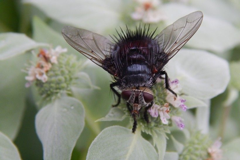 A winged insect sits atop the leaves of a plant.