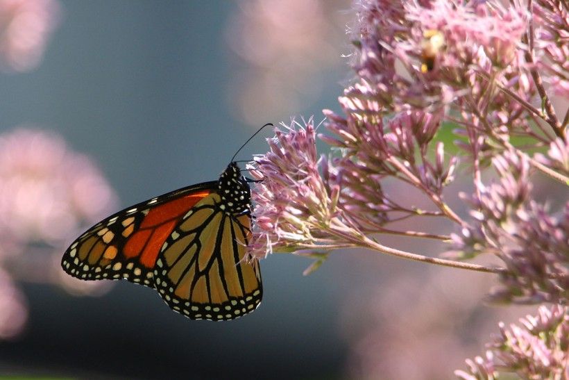 A monarch butterfly sits on the petals of a pink flower.