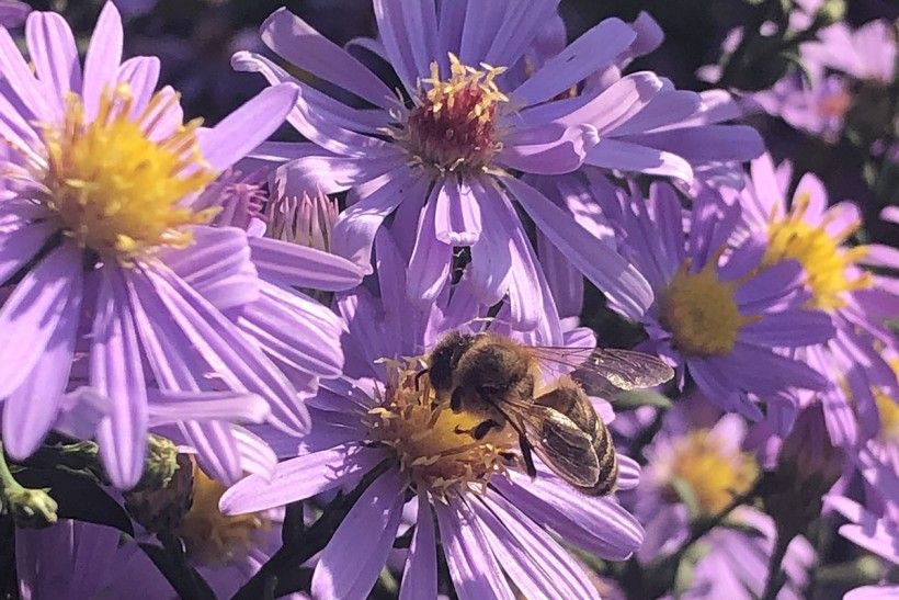 Asters (Aster spp.) Photo by Lorraine Possanza. Purple flowers with bright yellow centers.