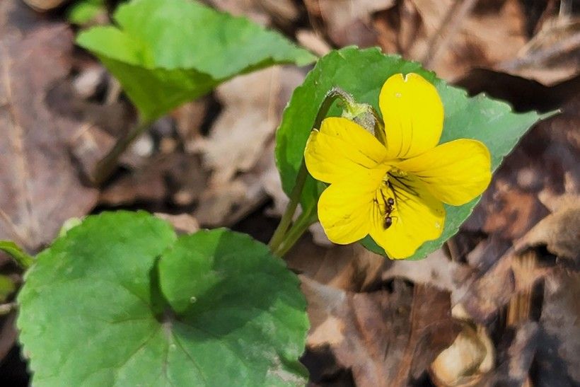 Violets (Viola spp.) Photo by Melissa Reckner. An ant crawls inside the petals of a yellow flower.