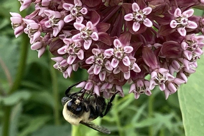 A bumblebee perches on pink and red milkweed flowers.