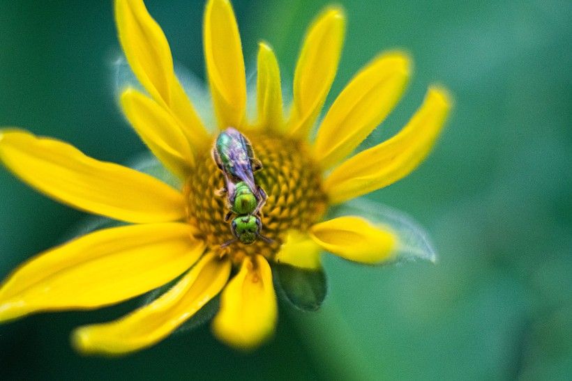 A bug sits in the center of a bright yellow sunflower.