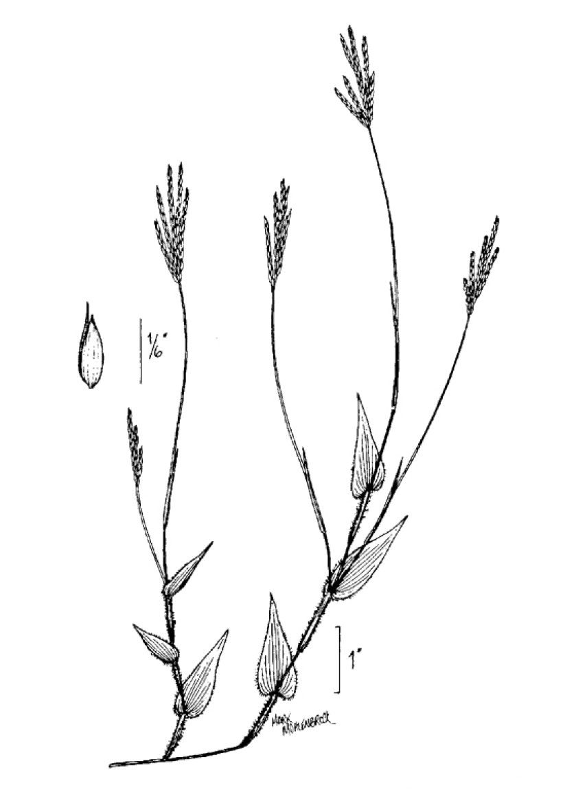 Drawing of mature Arthraxon hispidus plant with seed. USDA NRCS PLANTS Database, USDA NRCS PLANTS Database, Bugwood.org