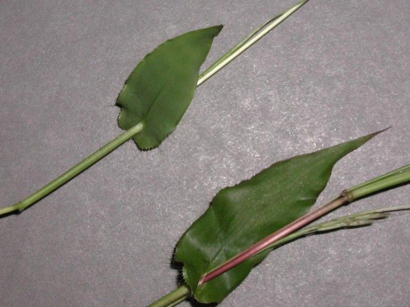 Arthraxon hispidus leaf and stem. Leslie J. Mehrhoff, University of Connecticut, Bugwood.org