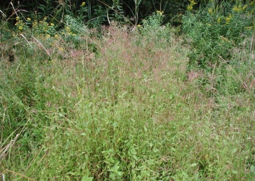 Small Carpetgrass (Arthraxon hispidus). Leslie J. Mehrhoff, University of Connecticut, Bugwood.org