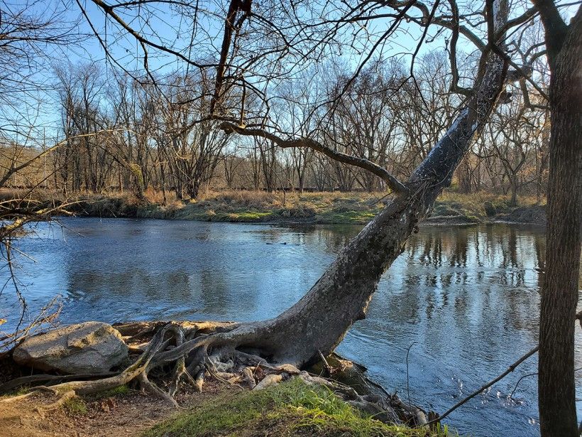 a tree on the bank of the Brandywine River