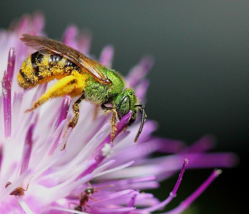 bee on the center of a flower