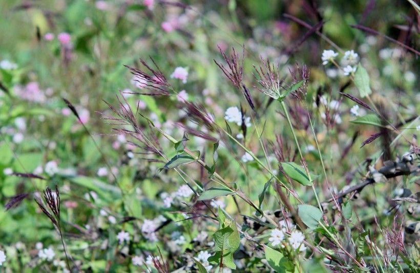 Small carpetgrass (Arthraxon hispidus) flower spikes. Photo © Dalgial (CC BY-SA 4.0)