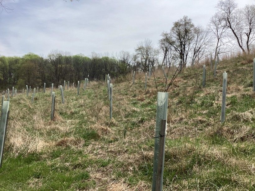 Tuliptree plantings. Credit: Connor Smeader