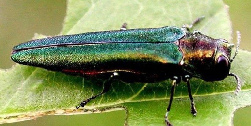 Emerald ash borer