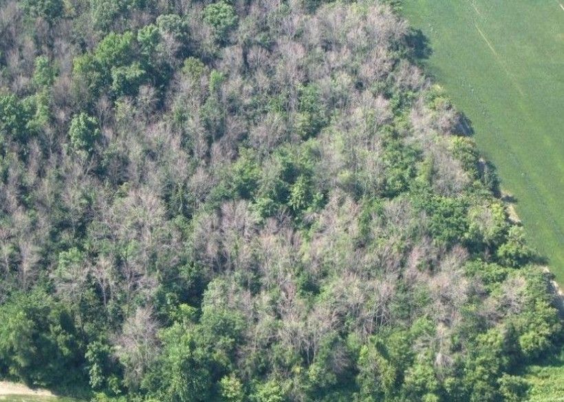 Emerald ash borer kills 99-100% of all ash trees it infests, as seen in this aerial photograph of a forest in Ontario, Canada. (Photo credit: Troy Kimoto, Canadian Food Inspection Agency, Bugwood.org)