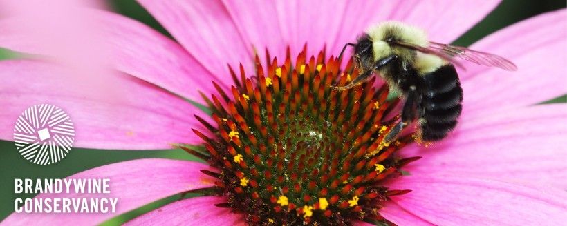 close up shot of a bee on the center of a flower