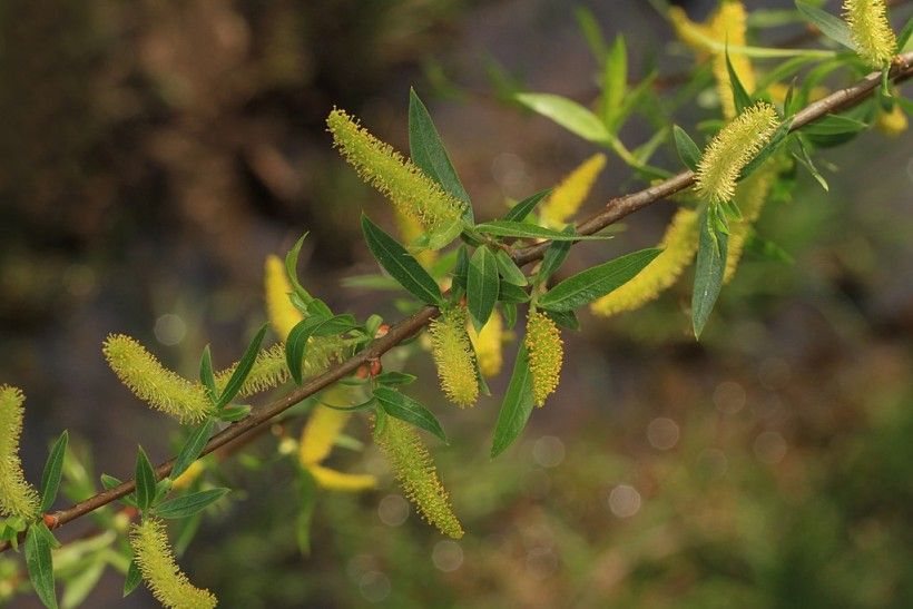 Flowers of the Black Willow, Judy Gallagher, CC BY 2.0, via Wikimedia Commons