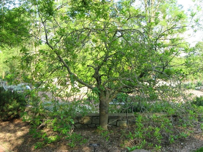 Fringe Tree, Chhe, Public domain, via Wikimedia Commons