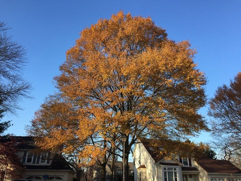 A Willow Oak in late autumn, Famartin, CC BY-SA 4.0, via Wikimedia Commons A Willow Oak in late fall, Famartin, CC BY-SA 4.0, via Wikimedia Commons